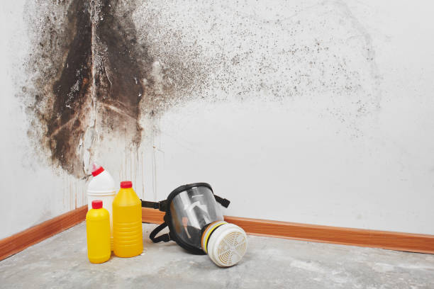 Best Mold Cleaning Services  in Los Ranchos, CA
