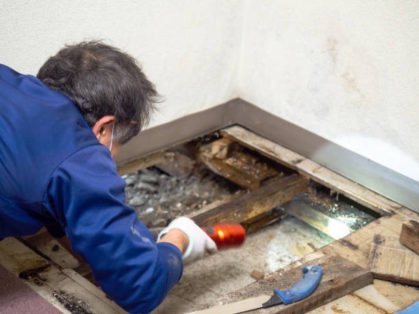 Best Certified Mold Removal  in Los Ranchos, CA