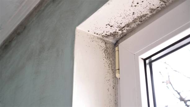Best Residential Mold Removal  in Los Ranchos, CA