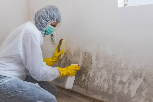 Best Emergency Mold Removal  in Los Ranchos, CA