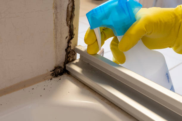 Best Residential Mold Removal  in Los Ranchos, CA