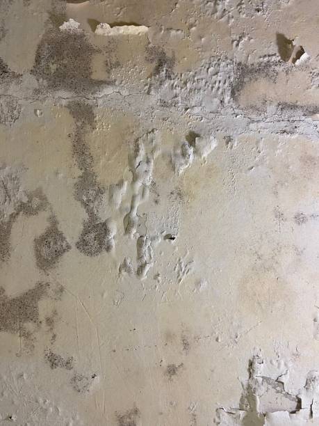 Best Mold Damage Repair  in Los Ranchos, CA