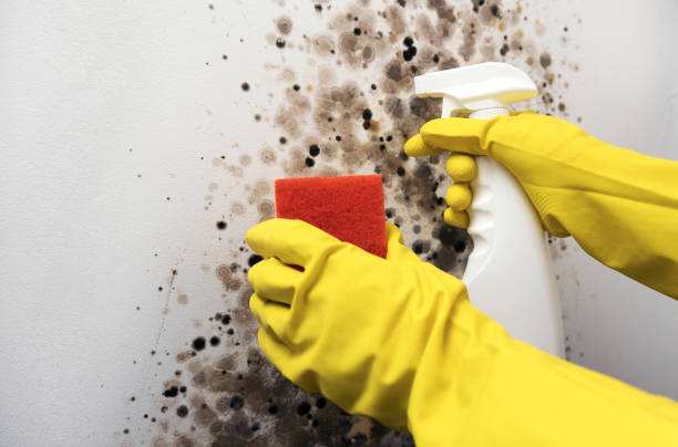 Best Toxic Mold Removal  in Los Ranchos, CA